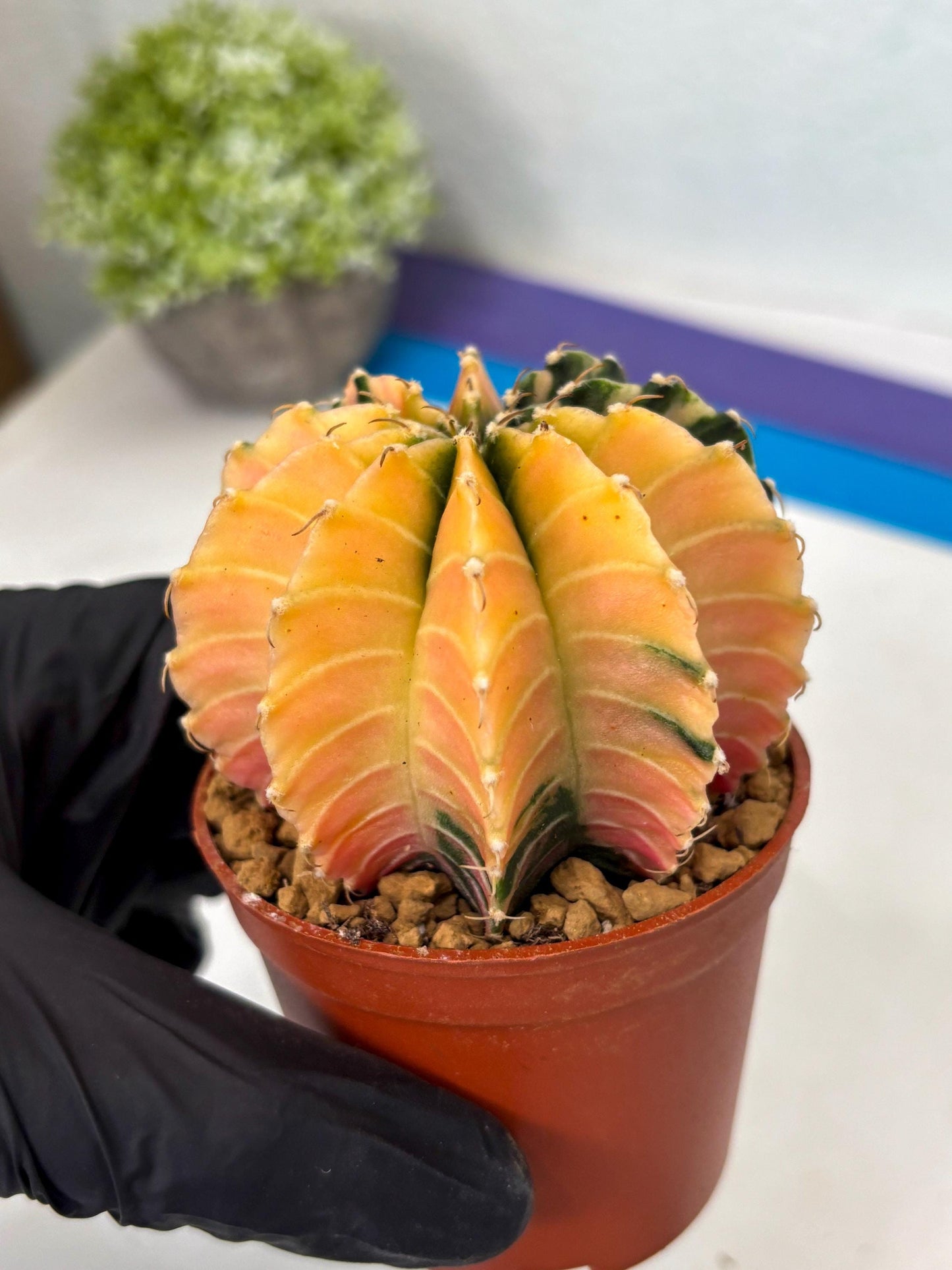 Gymnocalycium Lb Hybrid (gy3) (r7) | Imported Plants