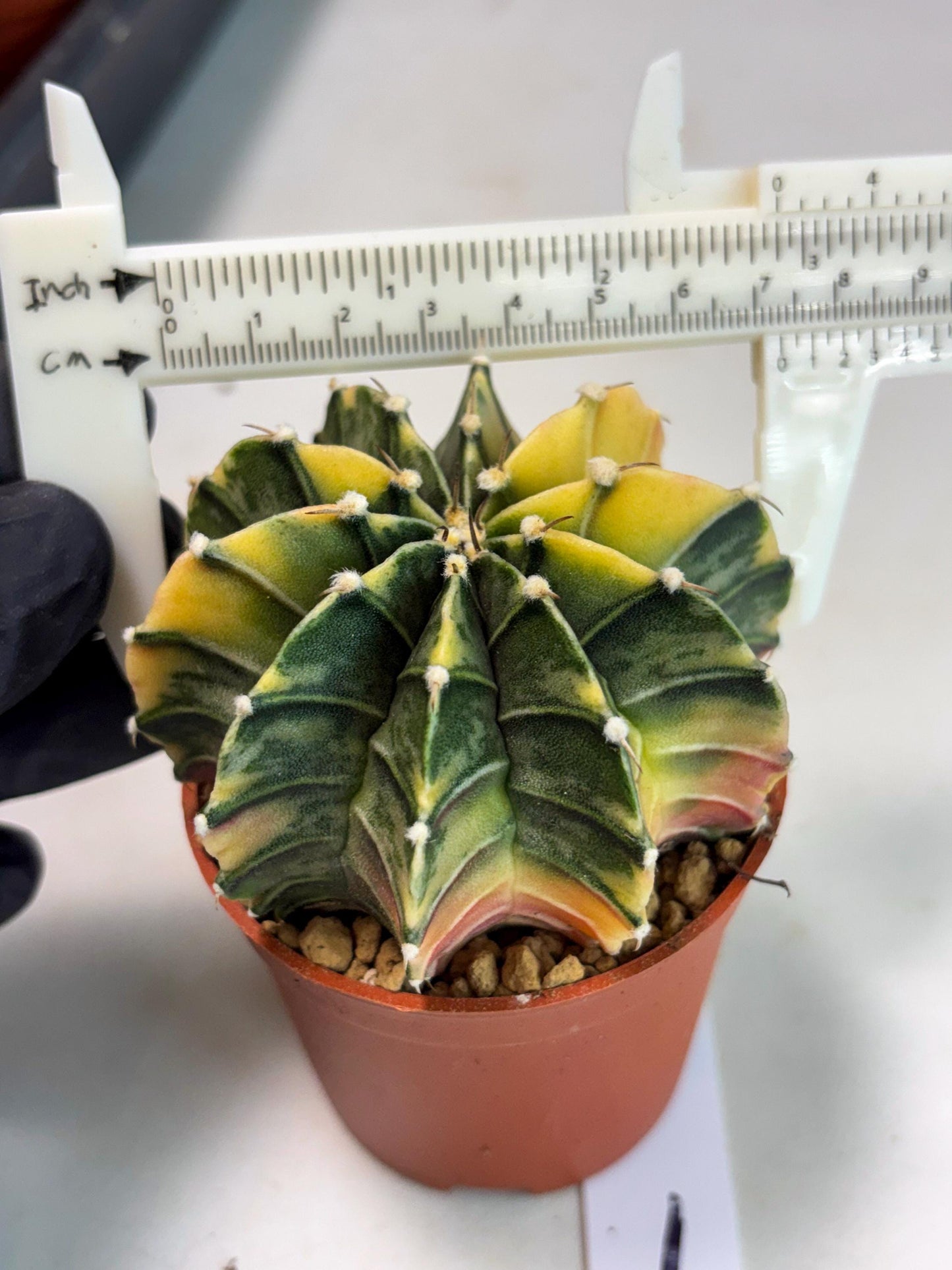 Gymnocalycium Lb Hybrid (gy3) (b1) | Imported Plants