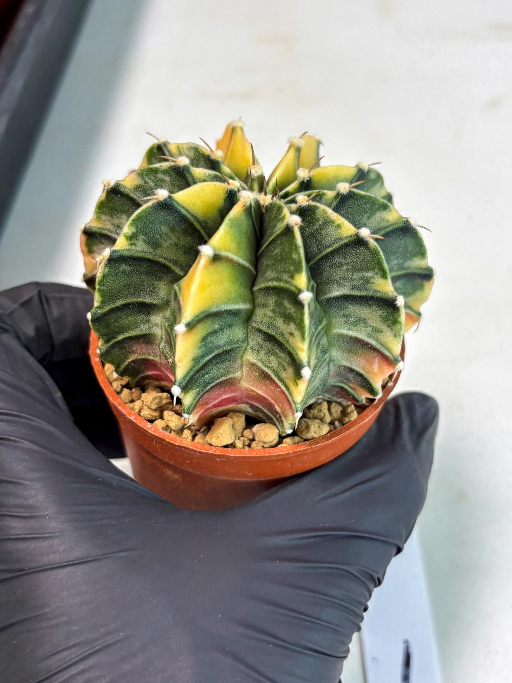 Gymnocalycium Lb Hybrid (gy3) (b1) | Imported Plants