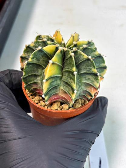 Gymnocalycium Lb Hybrid (gy3) (b1) | Imported Plants