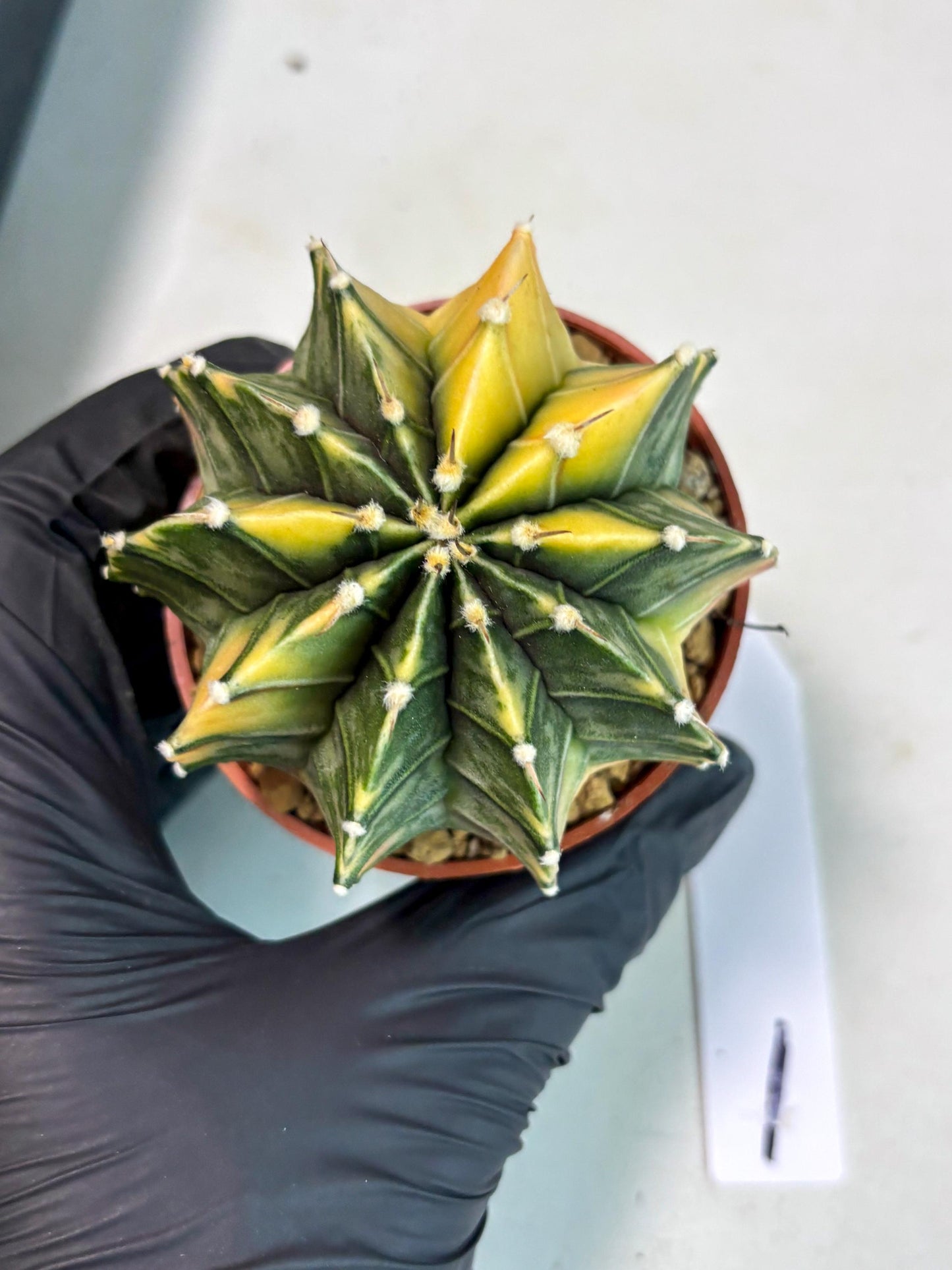 Gymnocalycium Lb Hybrid (gy3) (b1) | Imported Plants