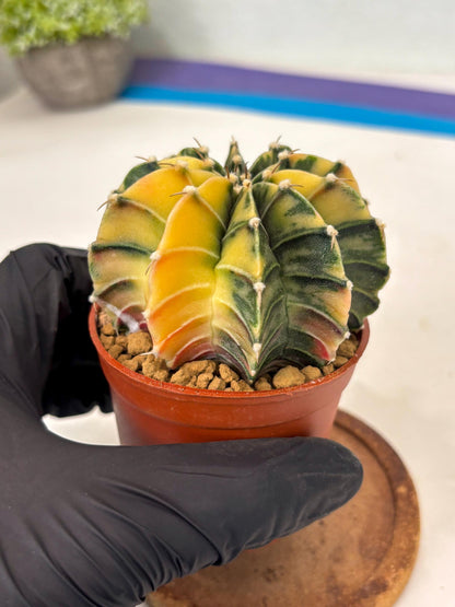 Gymnocalycium Lb Hybrid (gy3) (b1) | Imported Plants