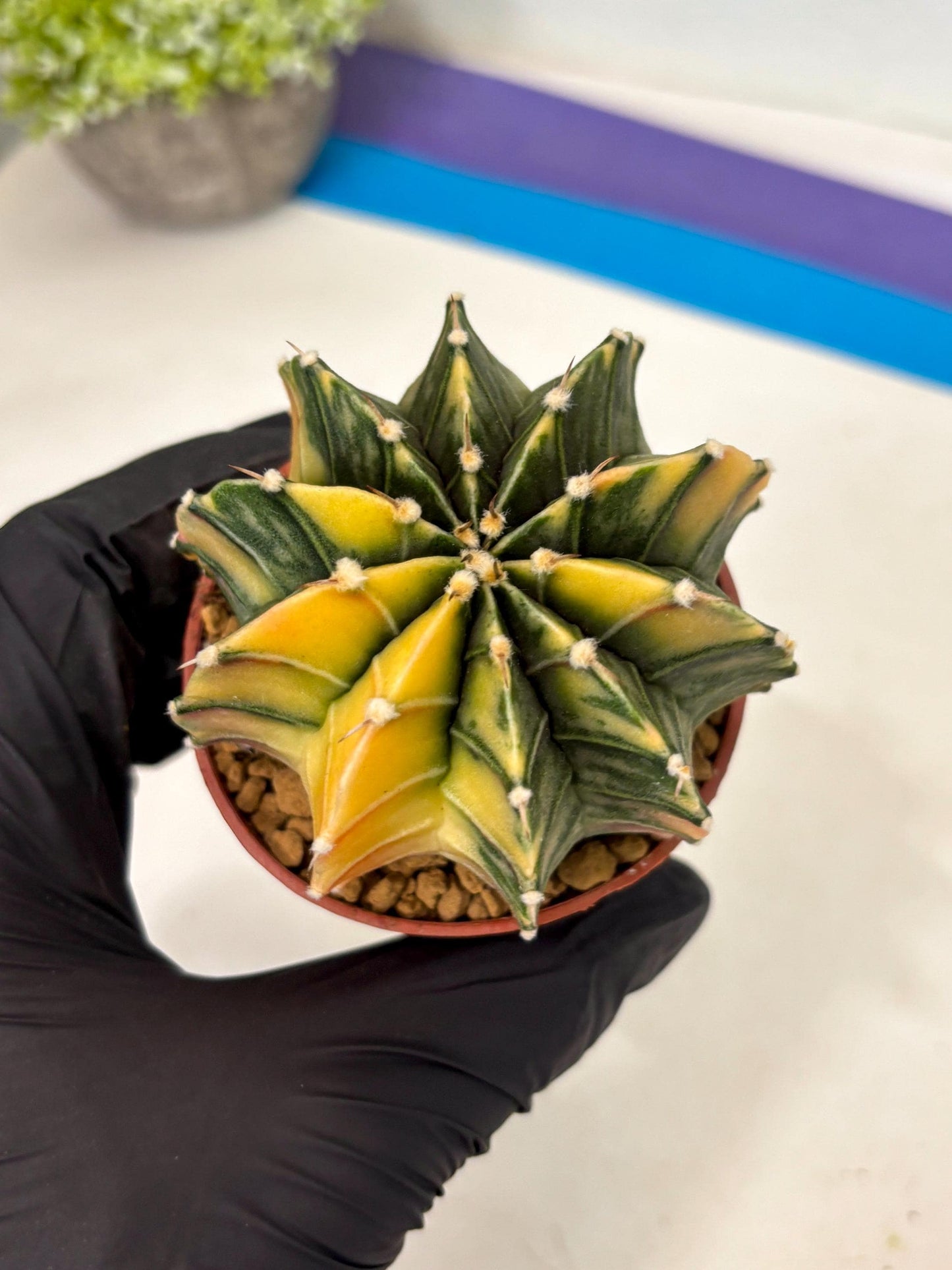 Gymnocalycium Lb Hybrid (gy3) (b1) | Imported Plants