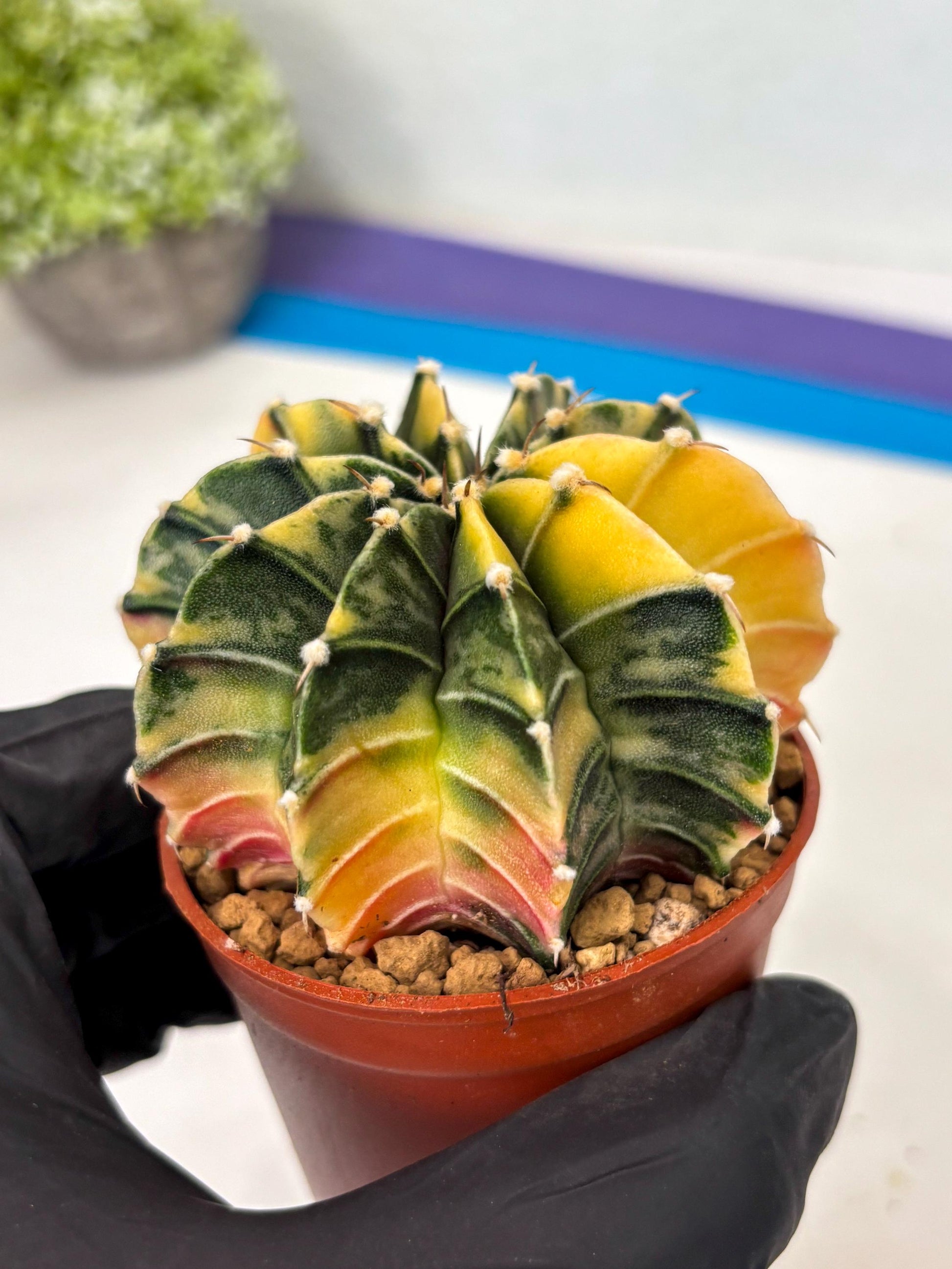 Gymnocalycium Lb Hybrid (gy3) (b1) | Imported Plants