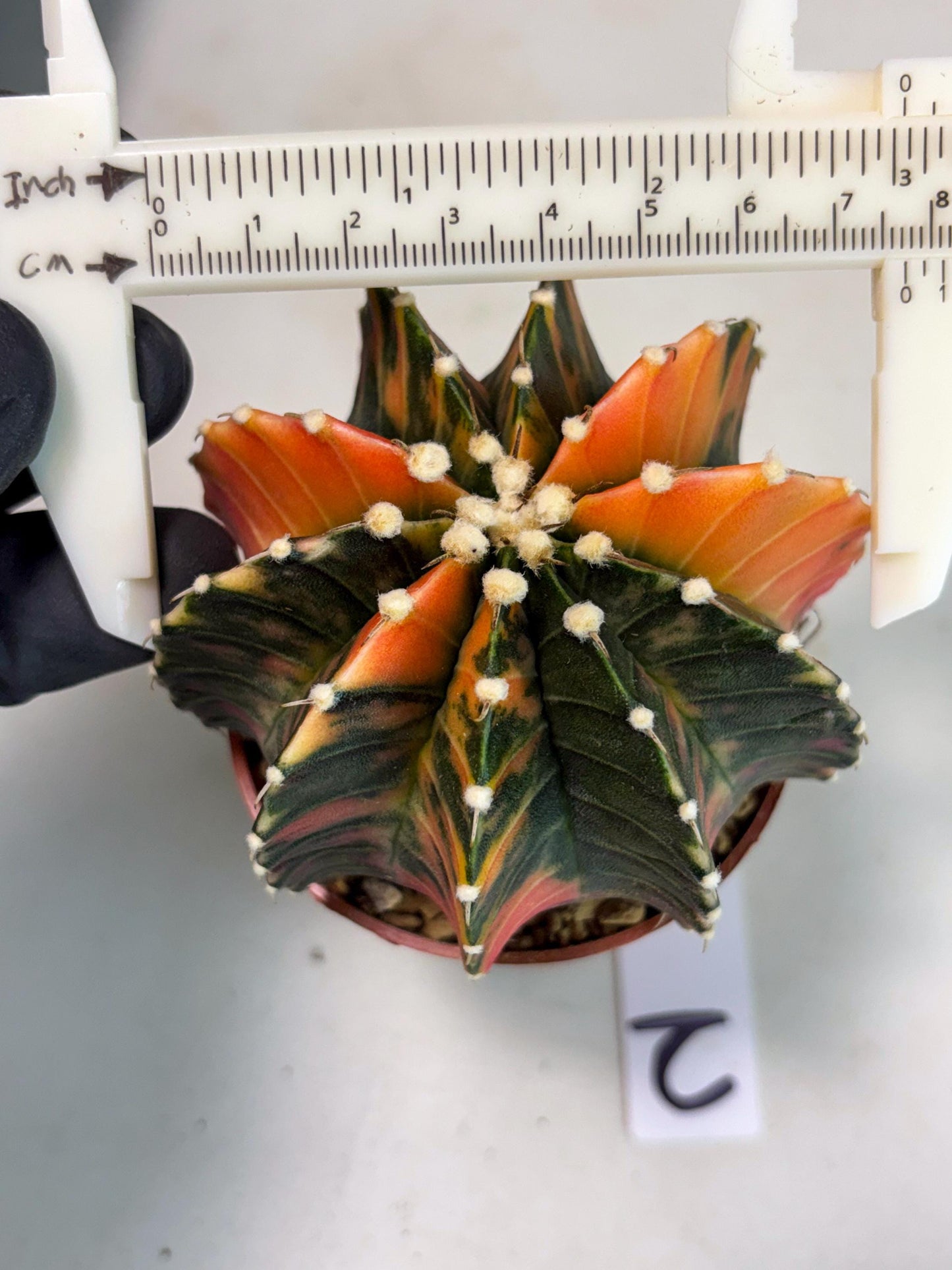 Gymnocalycium Lb Hybrid (gy3) (b2) | Imported Plants