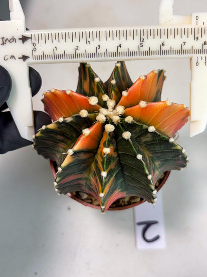Gymnocalycium Lb Hybrid (gy3) (b2) | Imported Plants