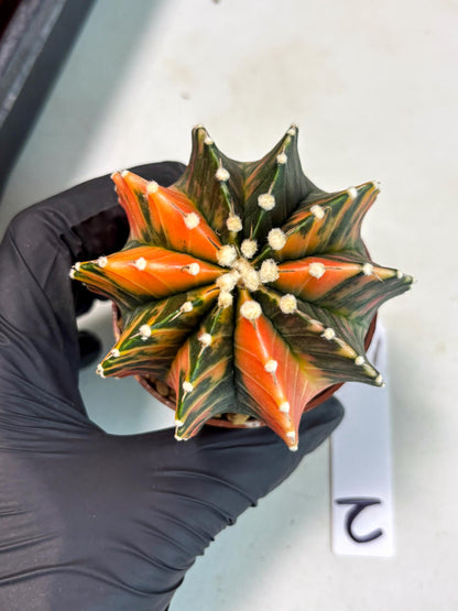 Gymnocalycium Lb Hybrid (gy3) (b2) | Imported Plants