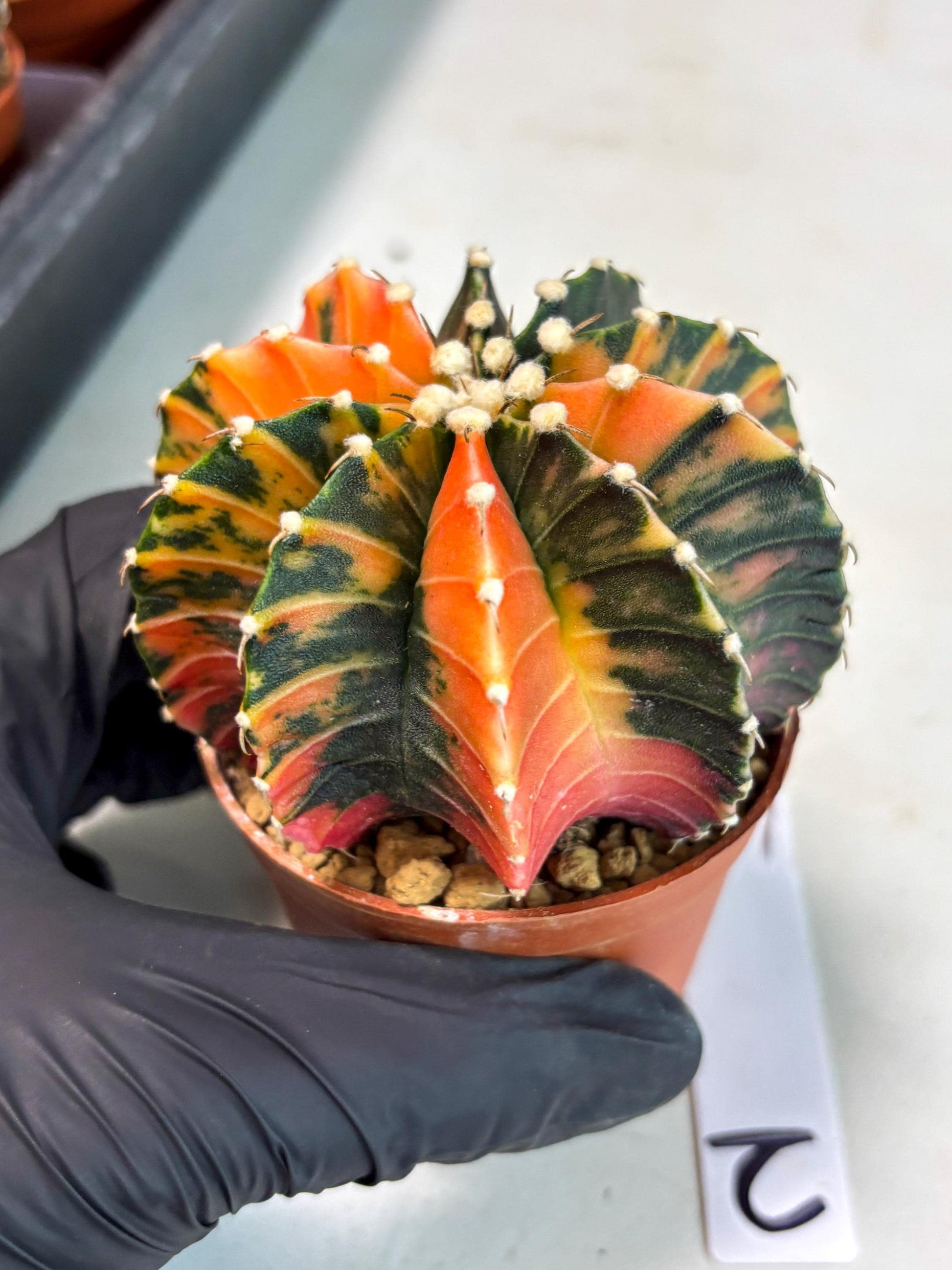 Gymnocalycium Lb Hybrid (gy3) (b2) | Imported Plants