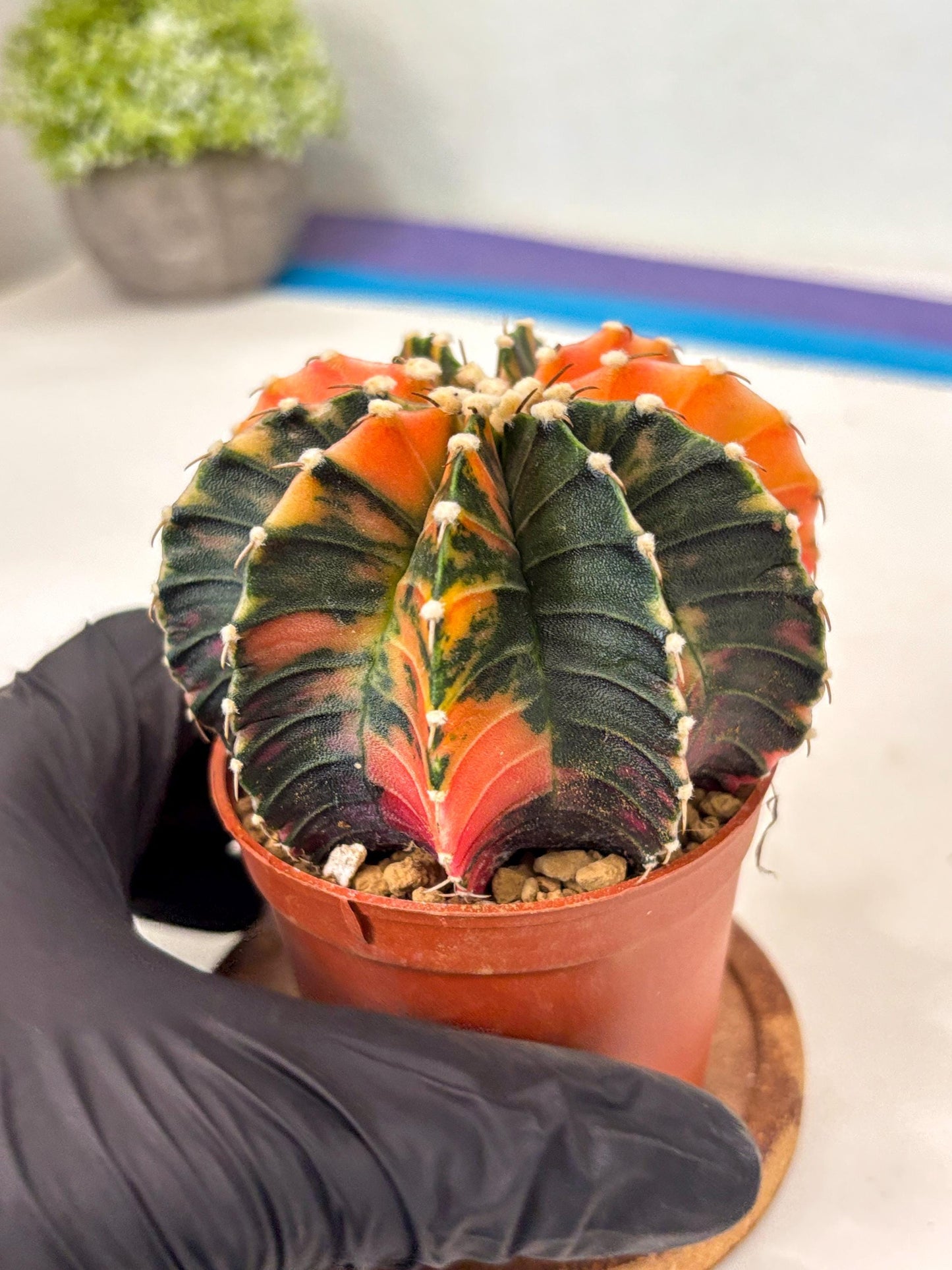 Gymnocalycium Lb Hybrid (gy3) (b2) | Imported Plants