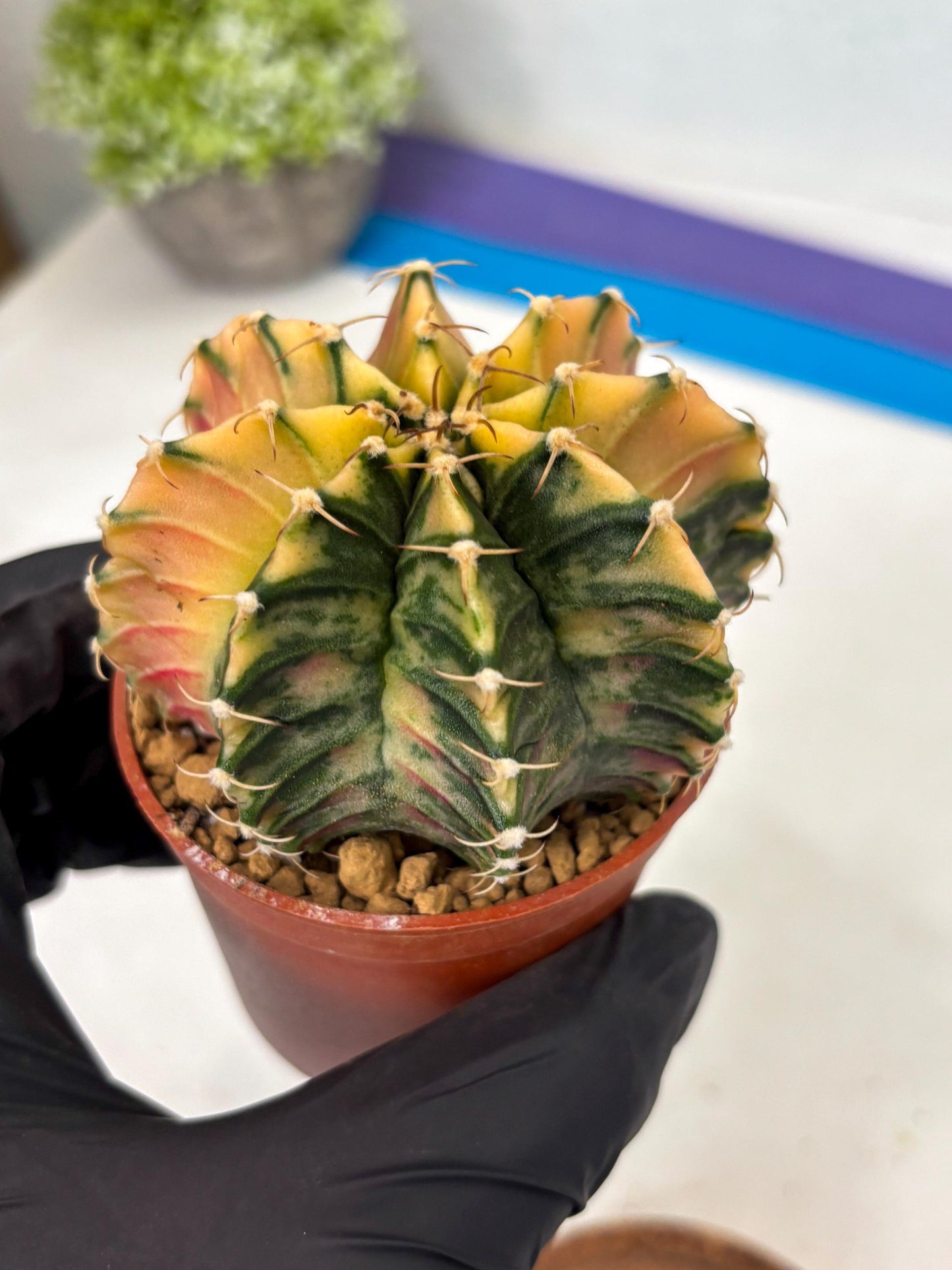 Gymnocalycium Lb Hybrid (gy3) (b3) | Imported Plants