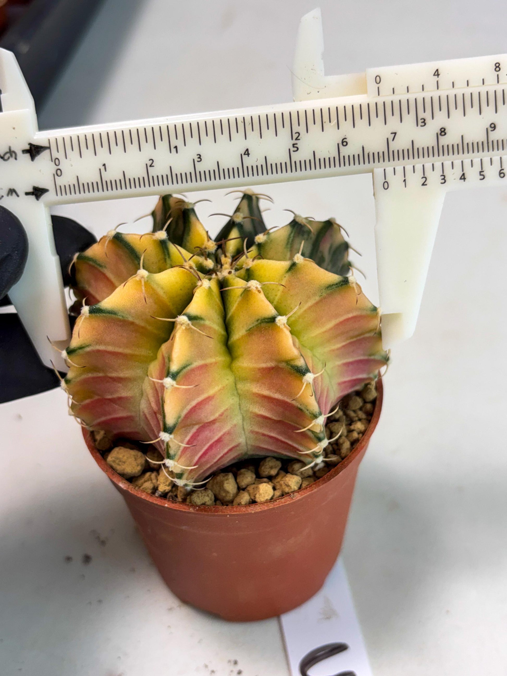 Gymnocalycium Lb Hybrid (gy3) (b3) | Imported Plants