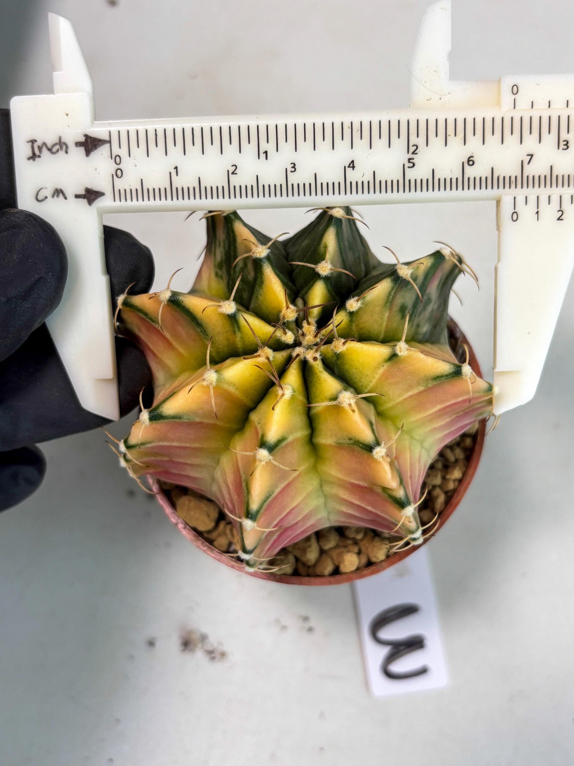 Gymnocalycium Lb Hybrid (gy3) (b3) | Imported Plants