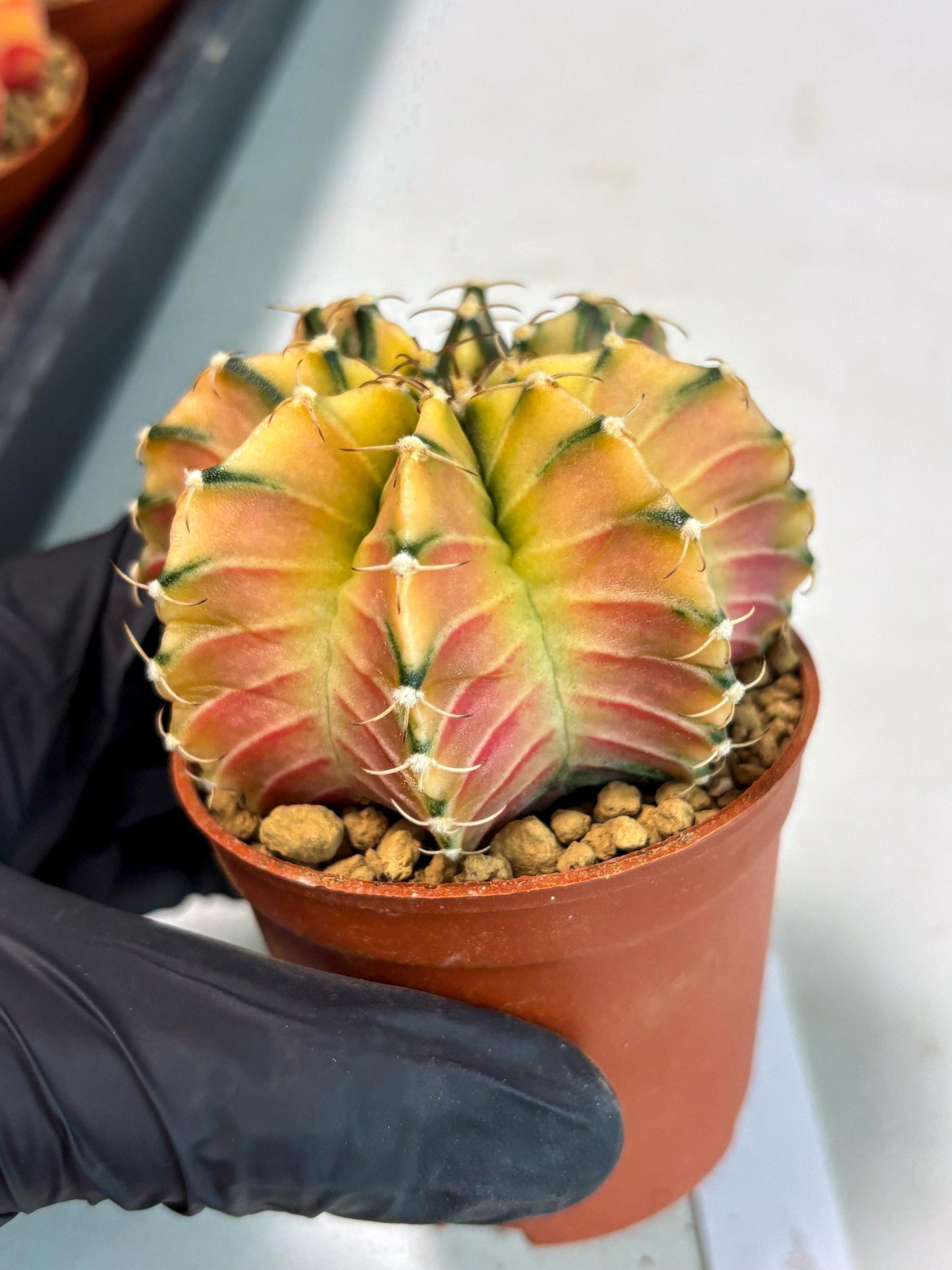 Gymnocalycium Lb Hybrid (gy3) (b3) | Imported Plants