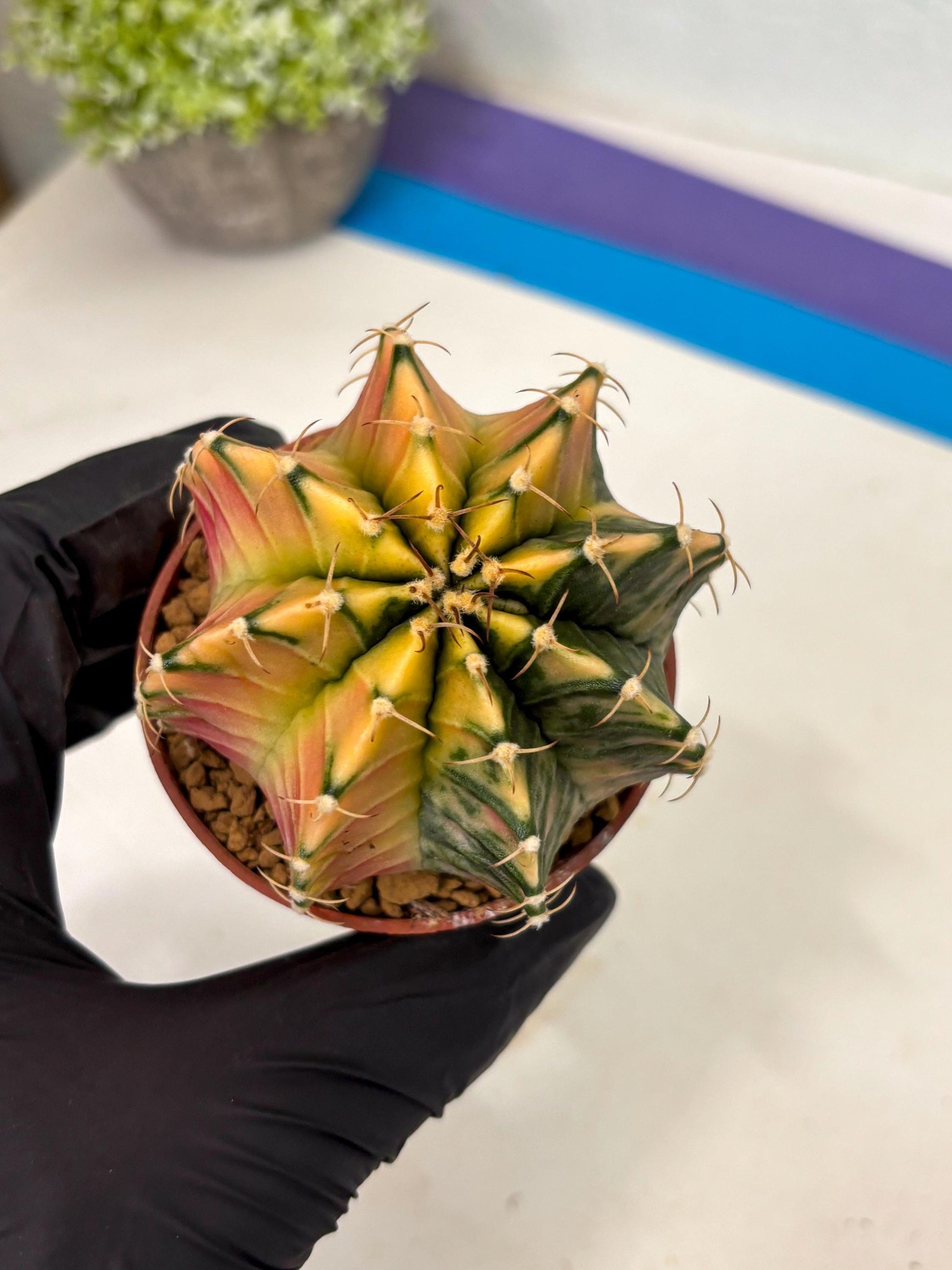 Gymnocalycium Lb Hybrid (gy3) (b3) | Imported Plants