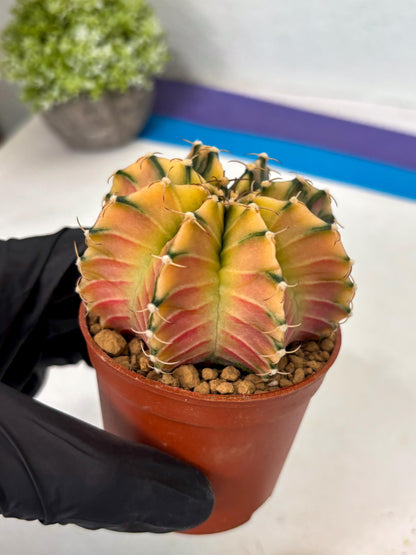 Gymnocalycium Lb Hybrid (gy3) (b3) | Imported Plants