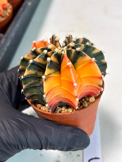 Gymnocalycium Lb Hybrid (gy3) (b5) | Imported Plants