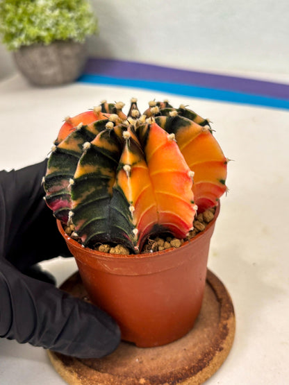 Gymnocalycium Lb Hybrid (gy3) (b5) | Imported Plants