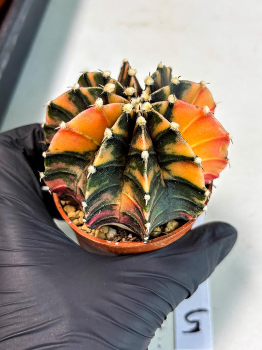 Gymnocalycium Lb Hybrid (gy3) (b5) | Imported Plants