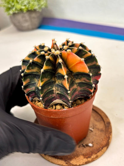 Gymnocalycium Lb Hybrid (gy3) (b5) | Imported Plants