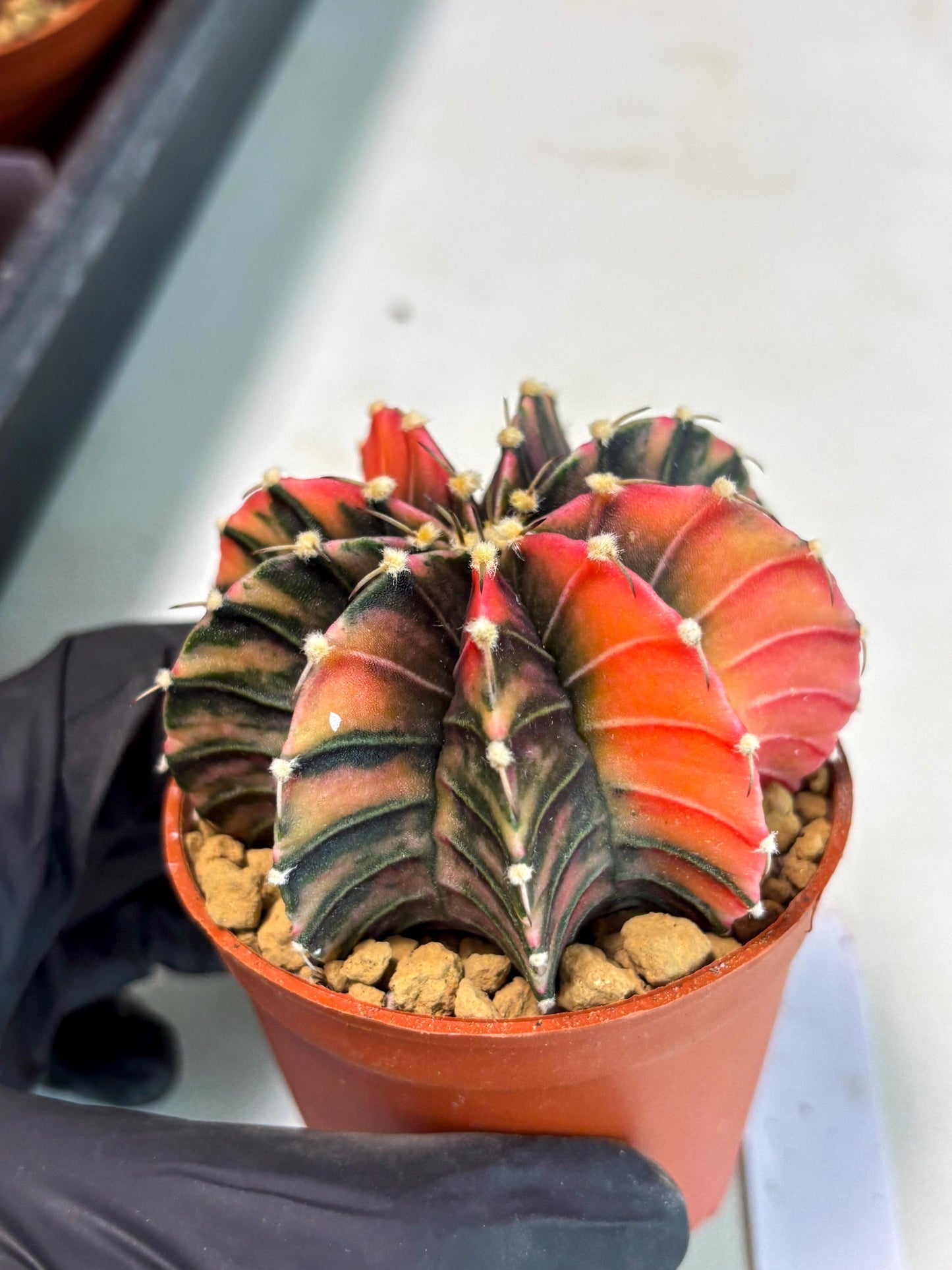 Gymnocalycium Lb Hybrid (gy3) (b6) | Imported Plants