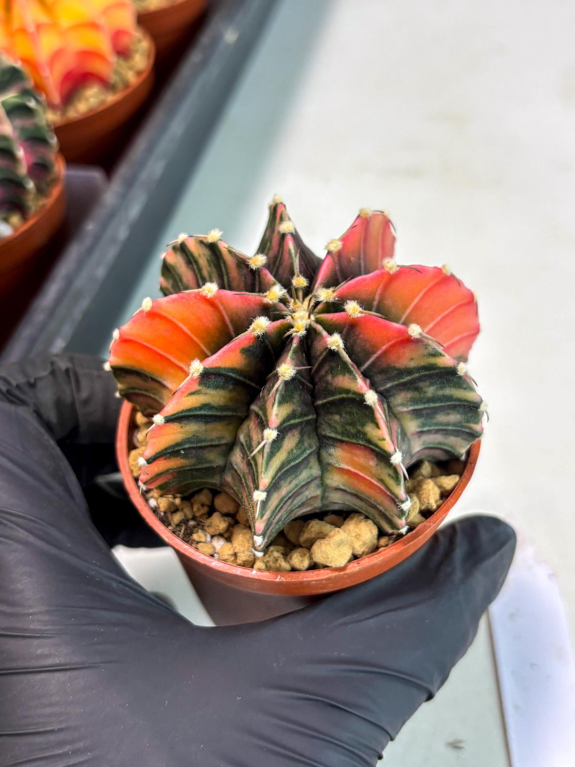 Gymnocalycium Lb Hybrid (gy3) (b6) | Imported Plants