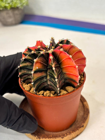 Gymnocalycium Lb Hybrid (gy3) (b6) | Imported Plants