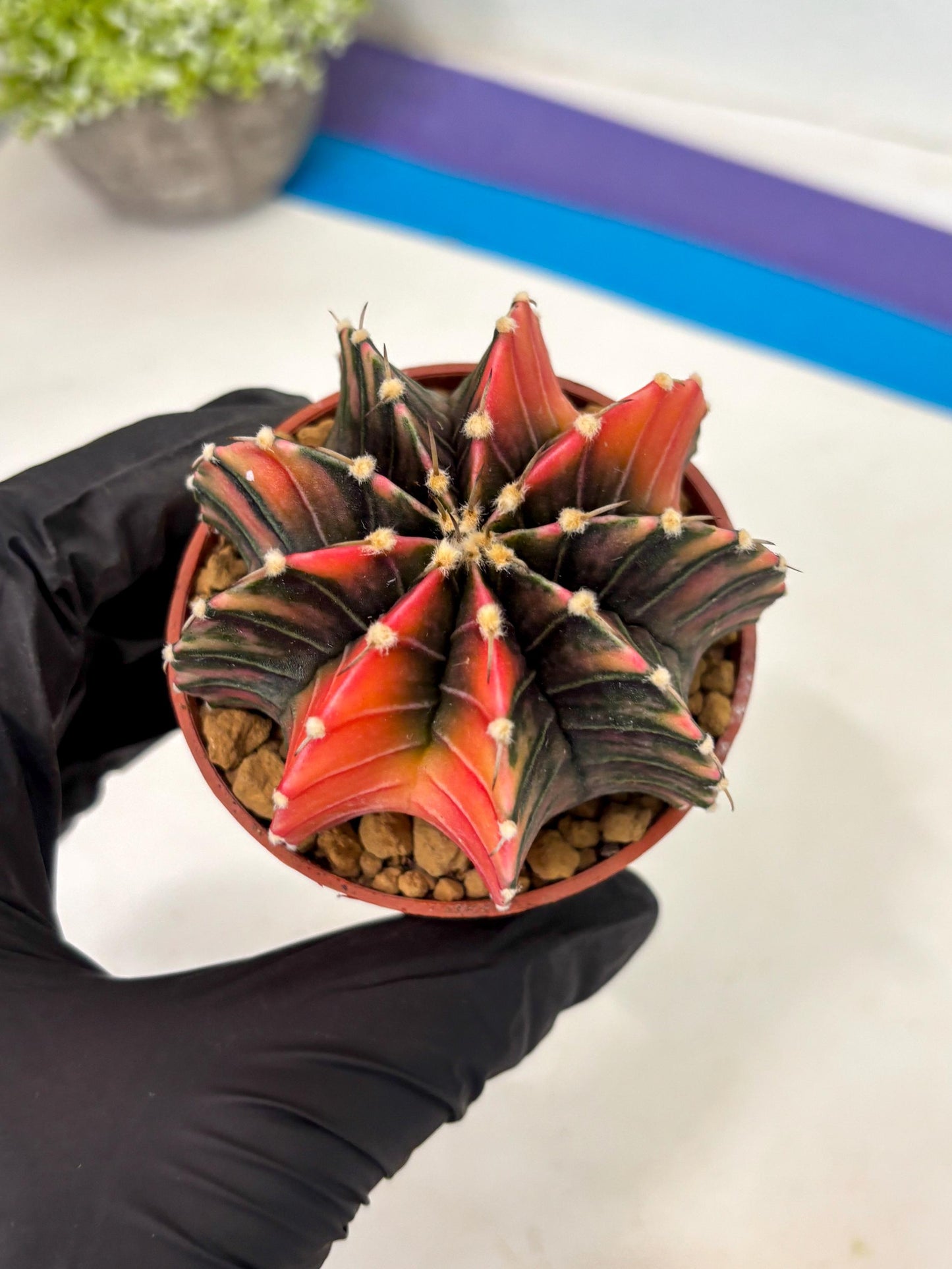 Gymnocalycium Lb Hybrid (gy3) (b6) | Imported Plants