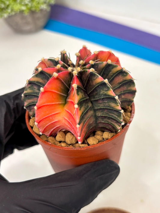 Gymnocalycium Lb Hybrid (gy3) (b6) | Imported Plants