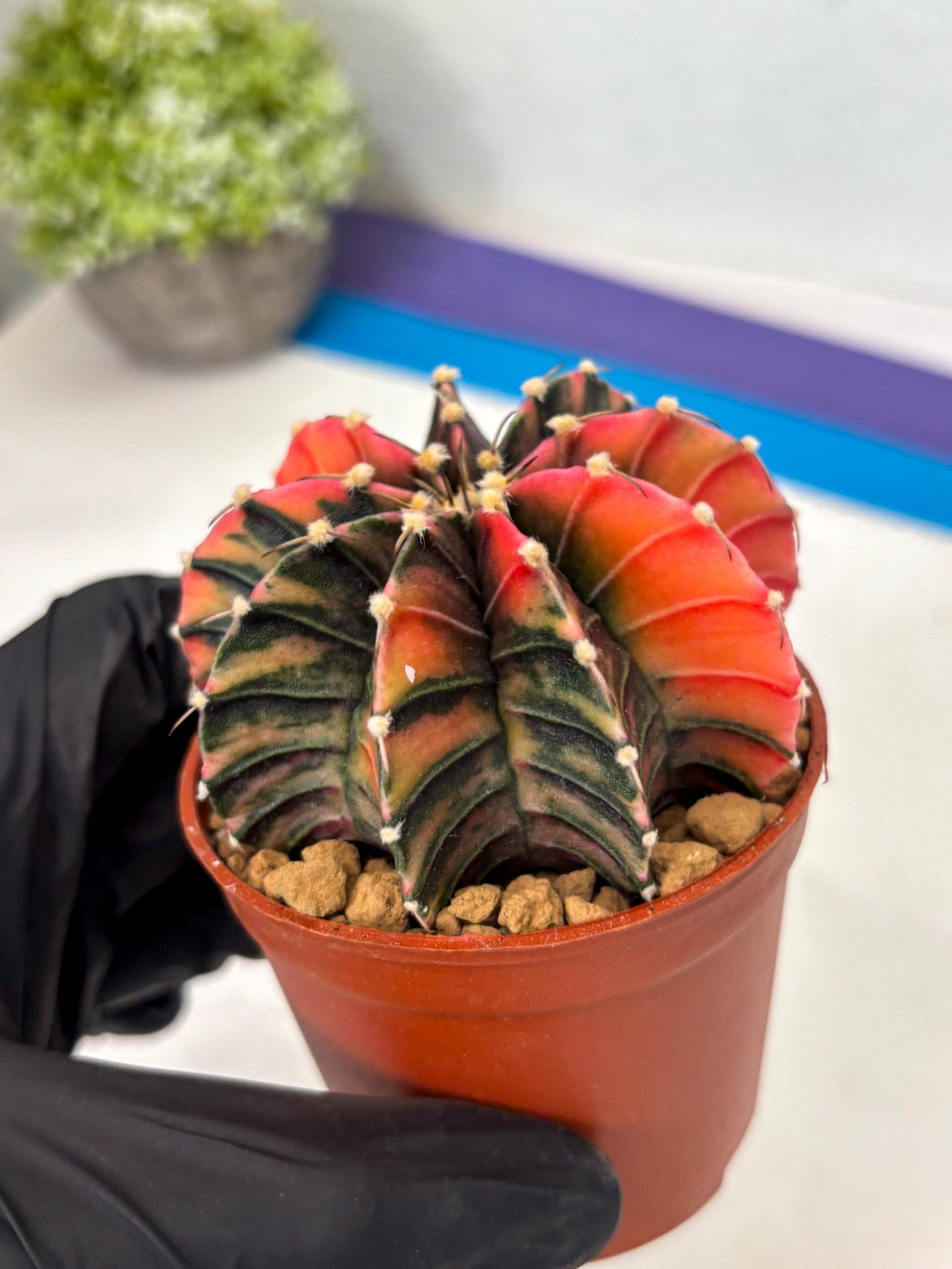 Gymnocalycium Lb Hybrid (gy3) (b6) | Imported Plants