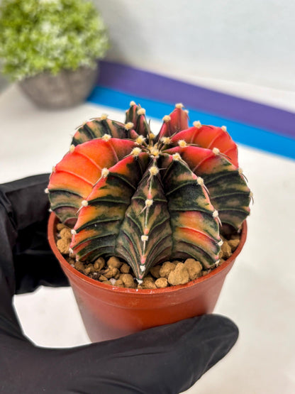 Gymnocalycium Lb Hybrid (gy3) (b6) | Imported Plants