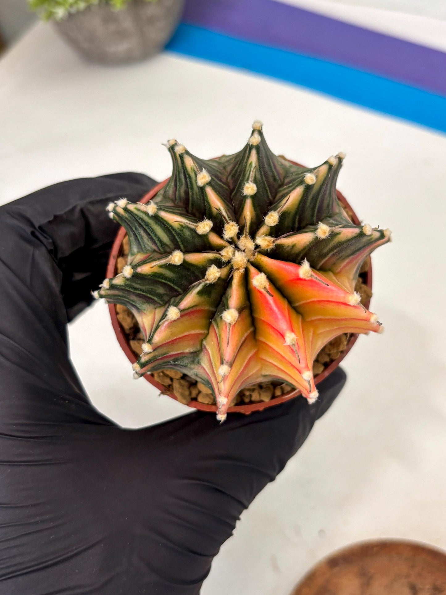 Gymnocalycium Lb Hybrid (gy3) (b7) | Imported Plants
