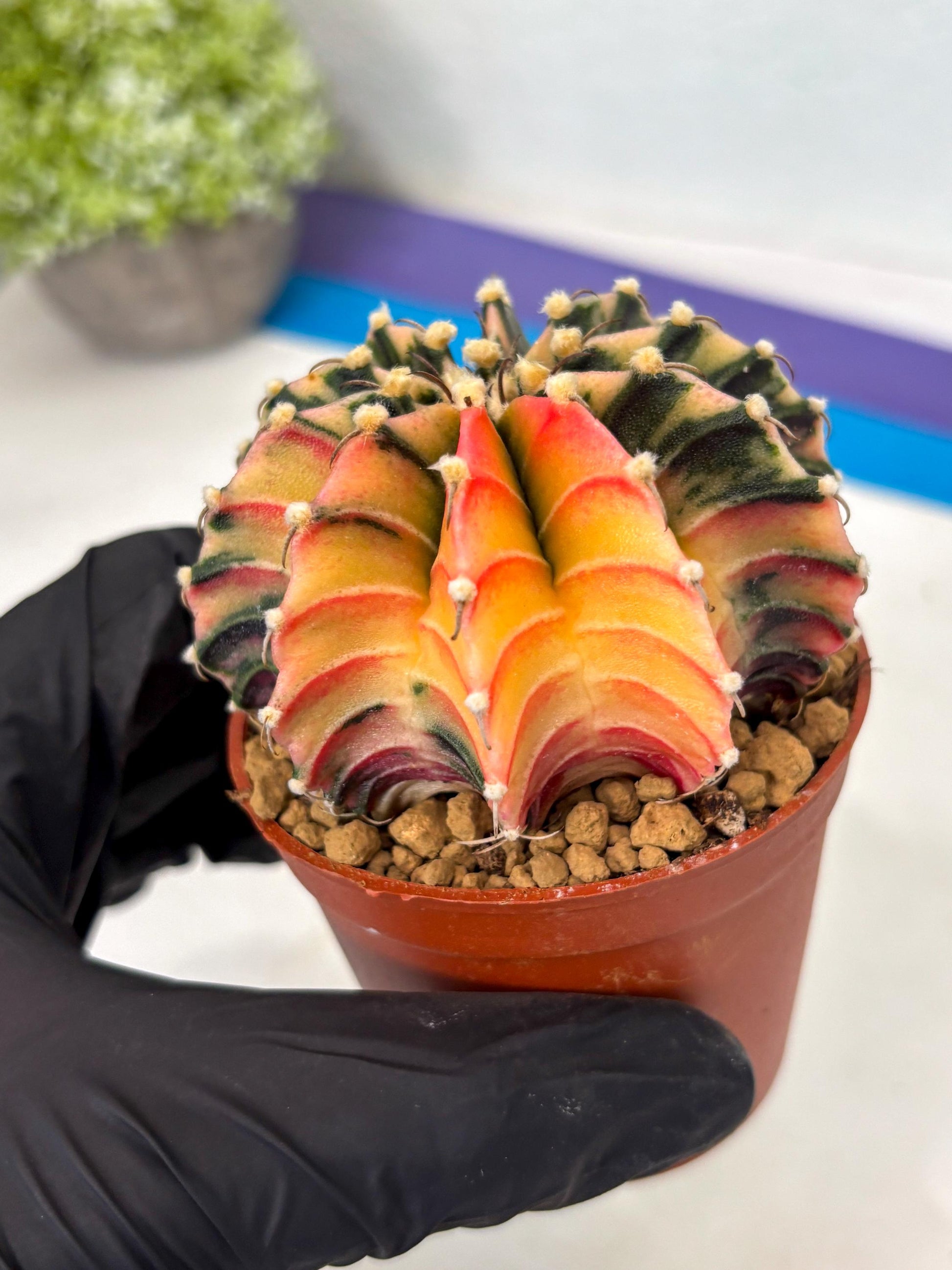 Gymnocalycium Lb Hybrid (gy3) (b7) | Imported Plants