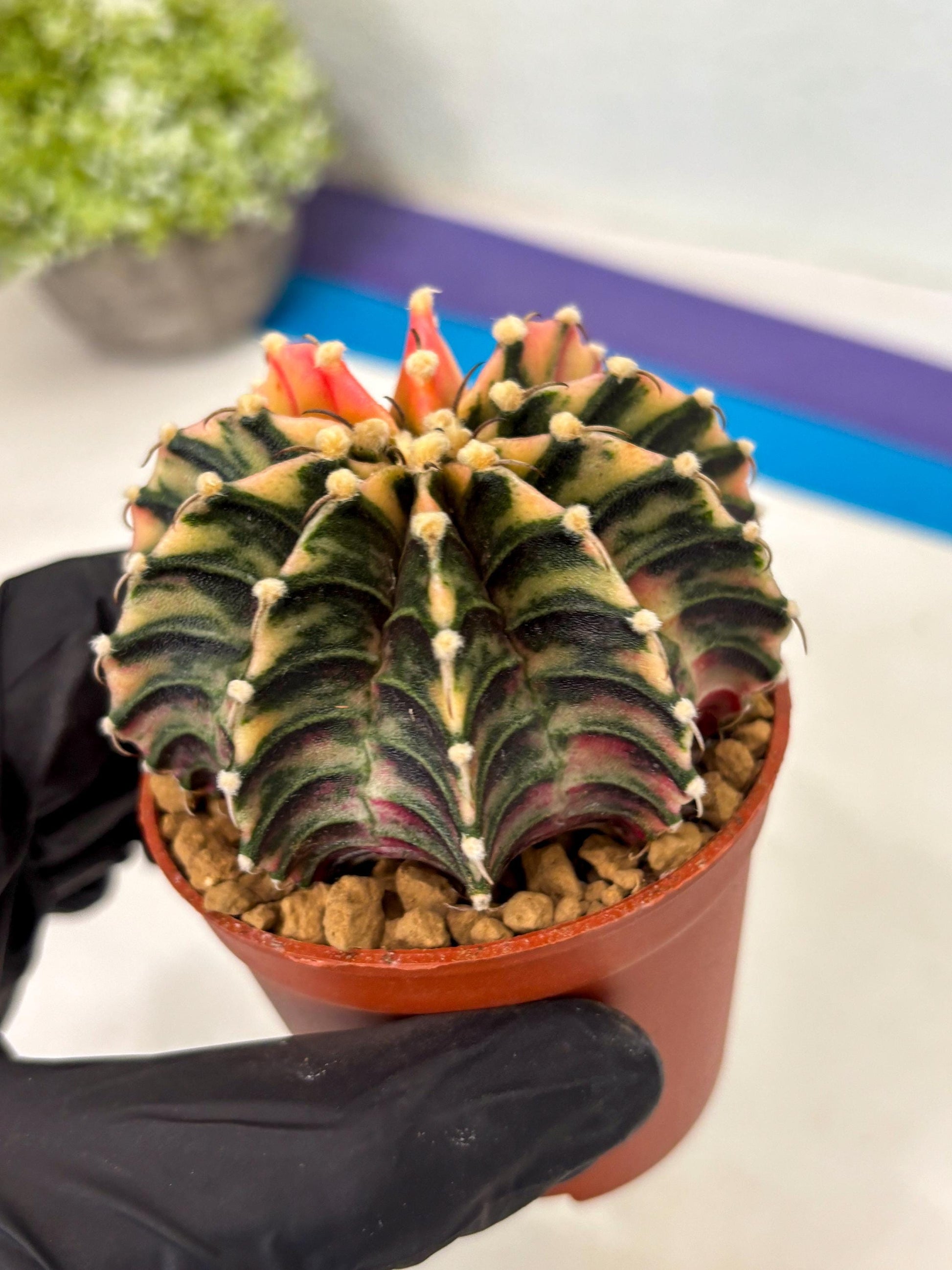 Gymnocalycium Lb Hybrid (gy3) (b7) | Imported Plants