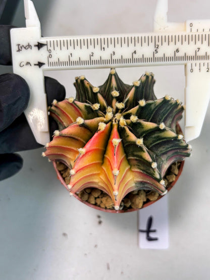 Gymnocalycium Lb Hybrid (gy3) (b7) | Imported Plants