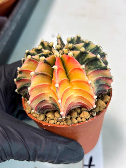 Gymnocalycium Lb Hybrid (gy3) (b7) | Imported Plants