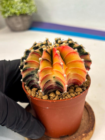 Gymnocalycium Lb Hybrid (gy3) (b7) | Imported Plants