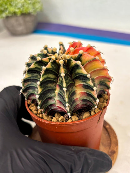 Gymnocalycium Lb Hybrid (gy3) (b7) | Imported Plants