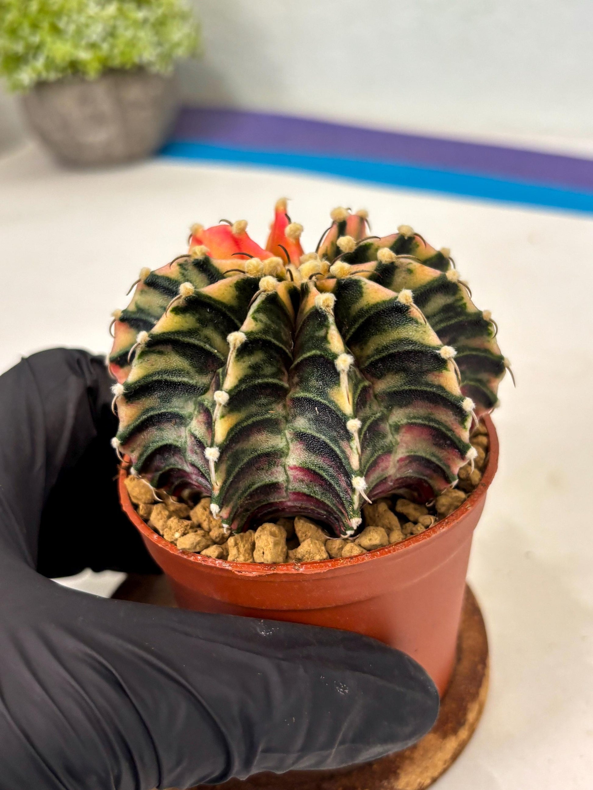 Gymnocalycium Lb Hybrid (gy3) (b7) | Imported Plants