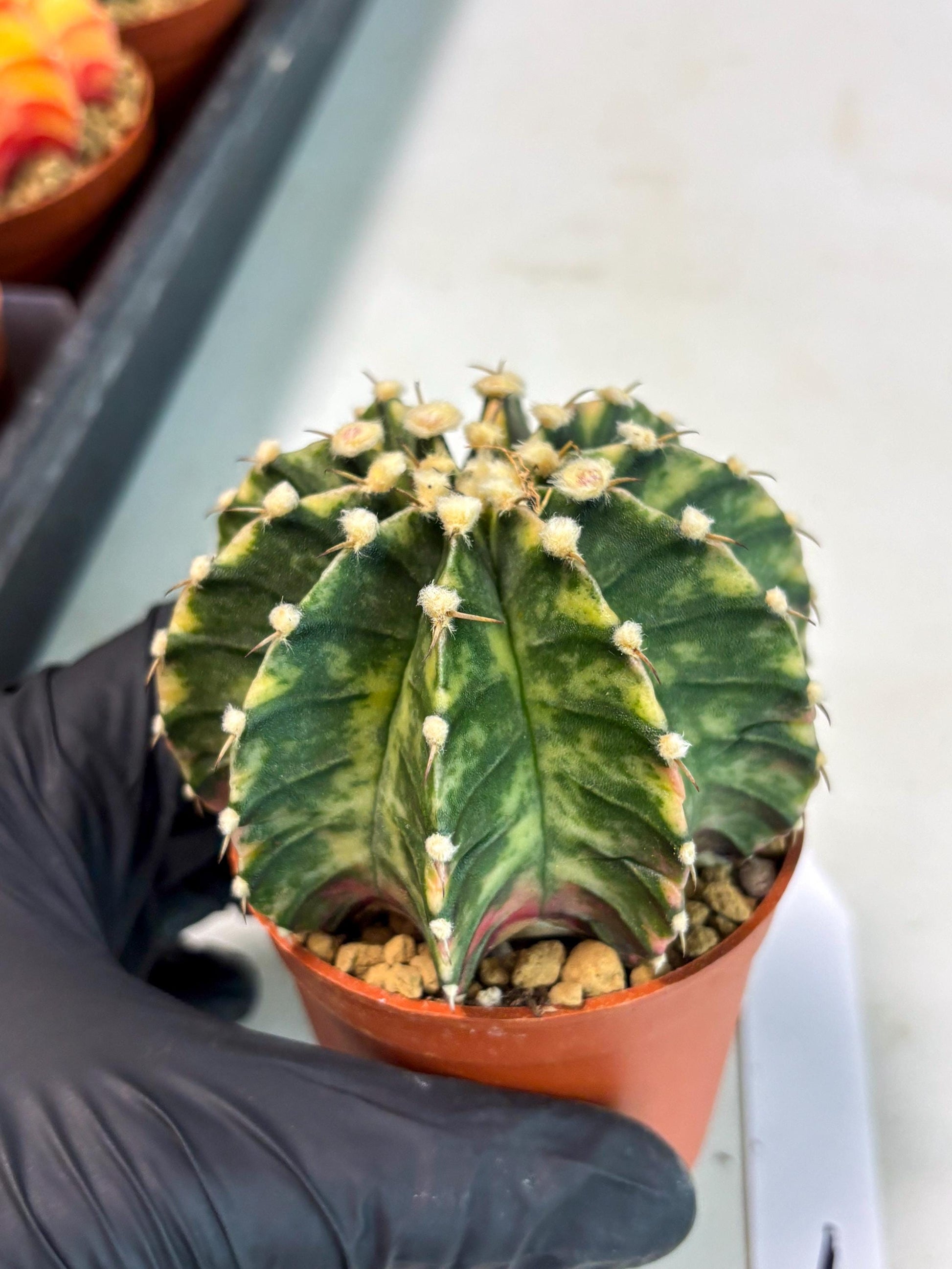 Gymnocalycium Lb Hybrid (gy3) (y1) | Imported Plants