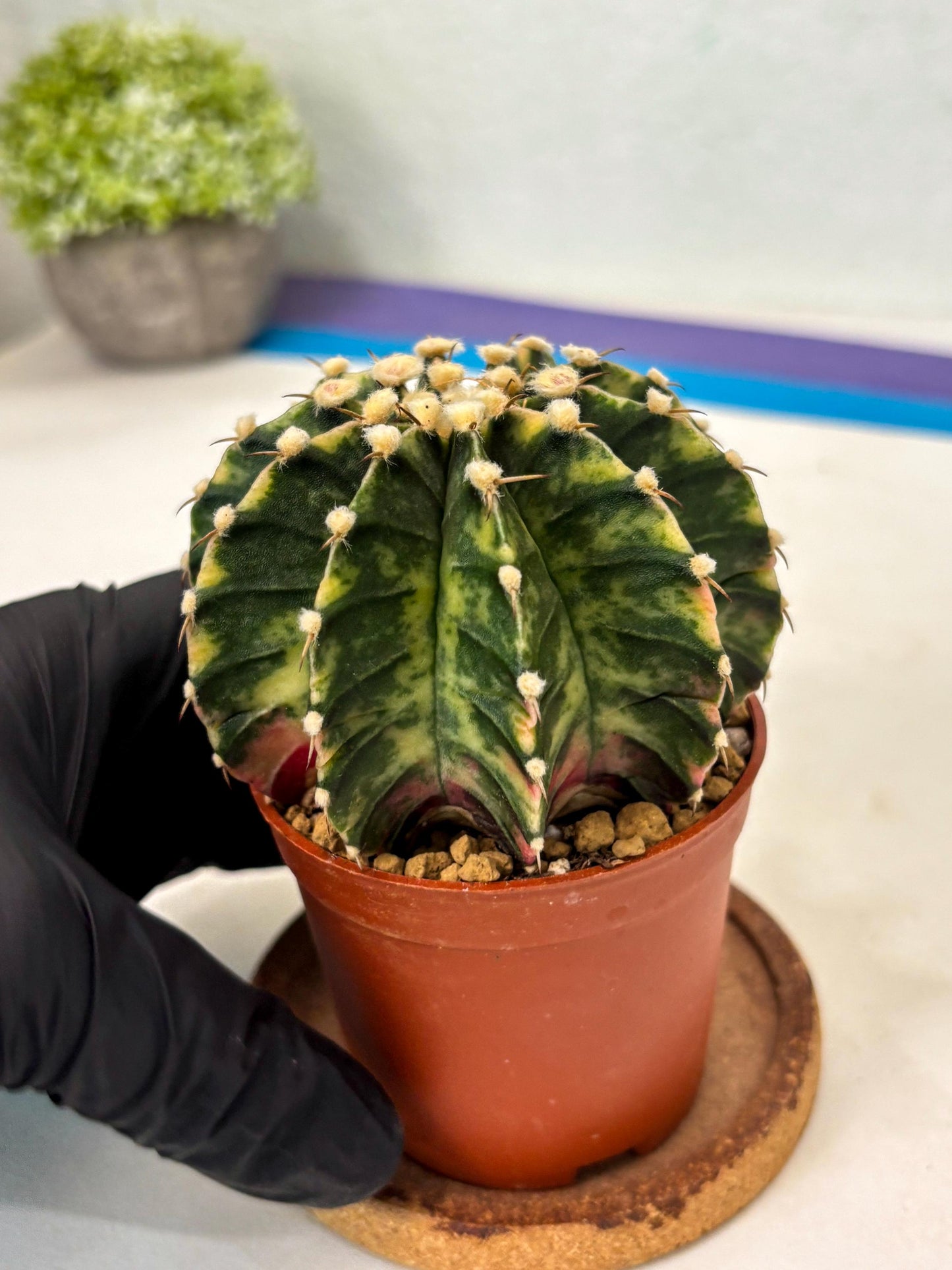 Gymnocalycium Lb Hybrid (gy3) (y1) | Imported Plants