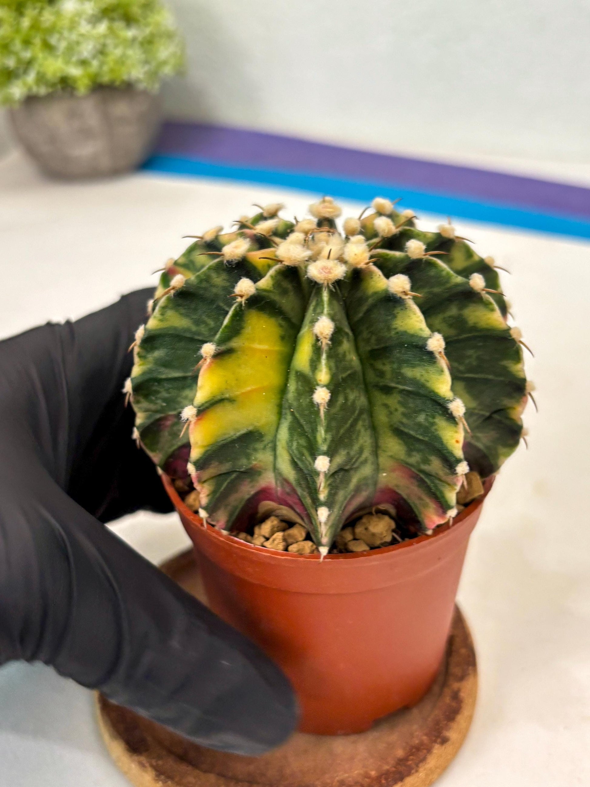 Gymnocalycium Lb Hybrid (gy3) (y1) | Imported Plants