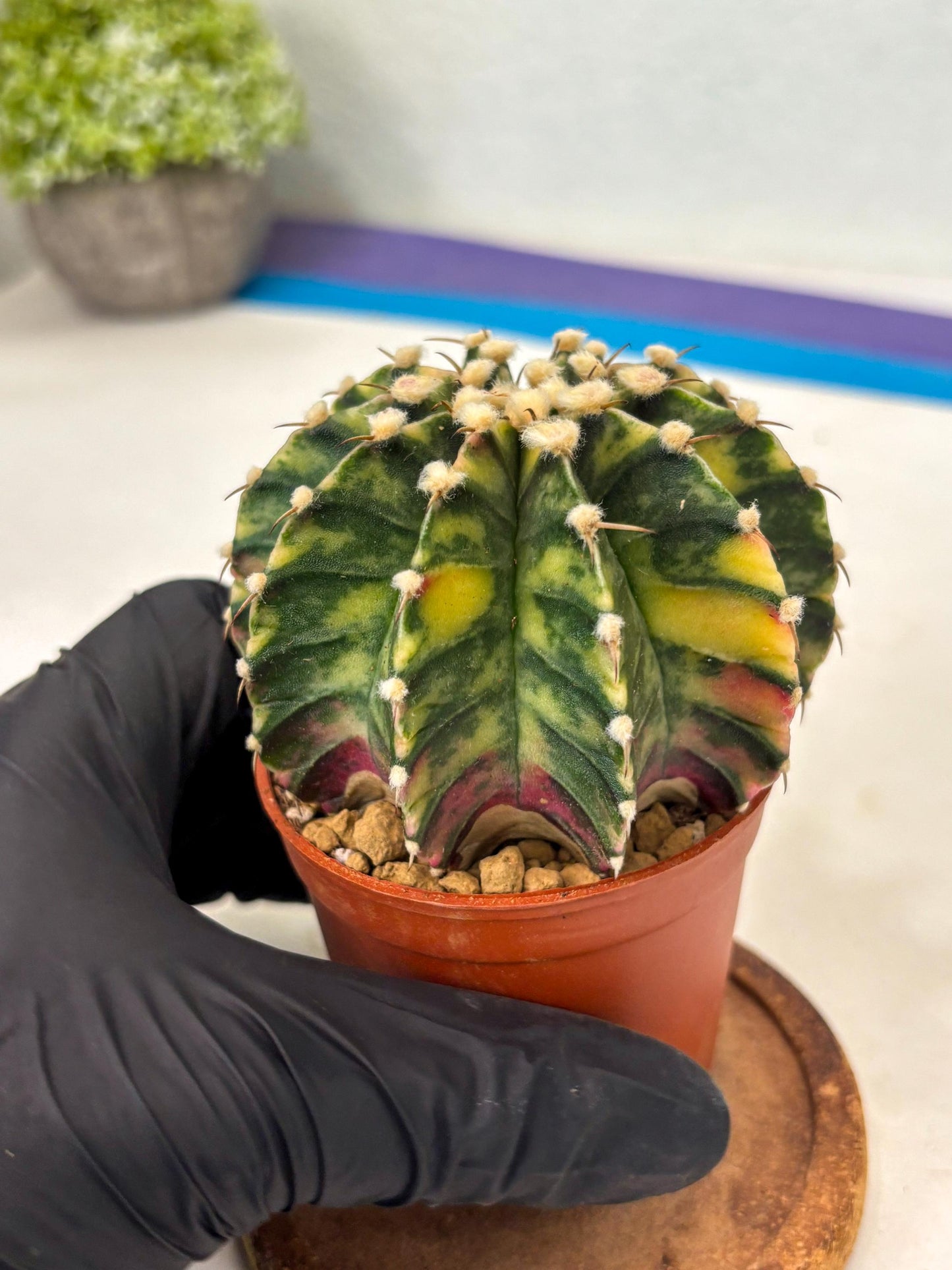 Gymnocalycium Lb Hybrid (gy3) (y1) | Imported Plants