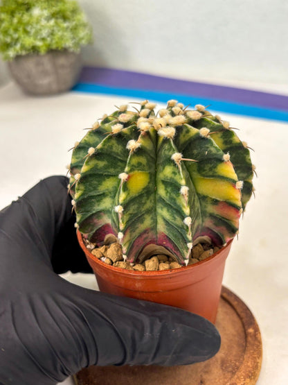 Gymnocalycium Lb Hybrid (gy3) (y1) | Imported Plants