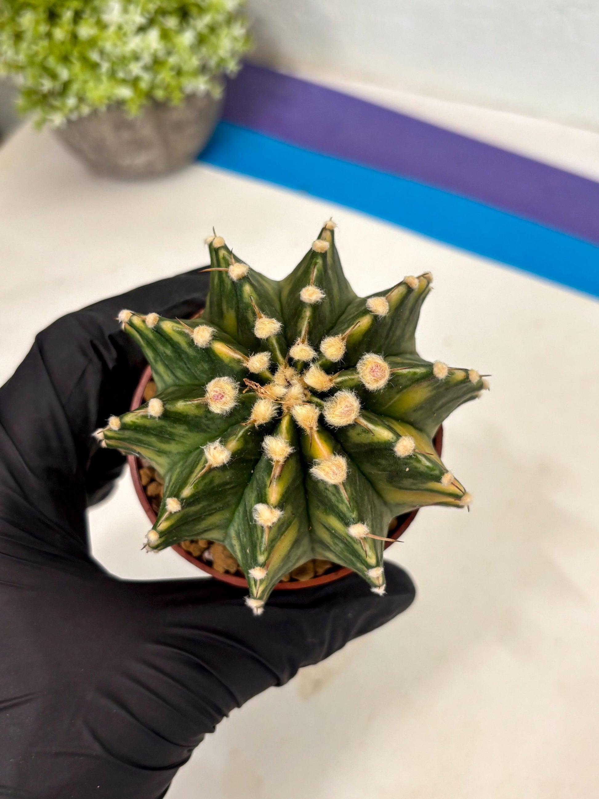 Gymnocalycium Lb Hybrid (gy3) (y1) | Imported Plants