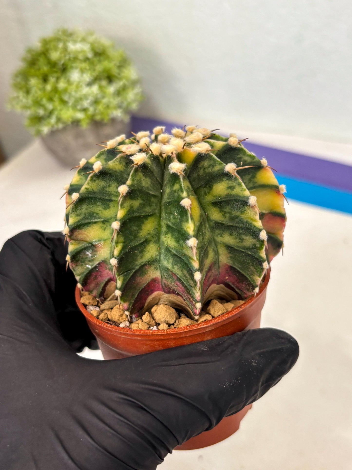 Gymnocalycium Lb Hybrid (gy3) (y1) | Imported Plants