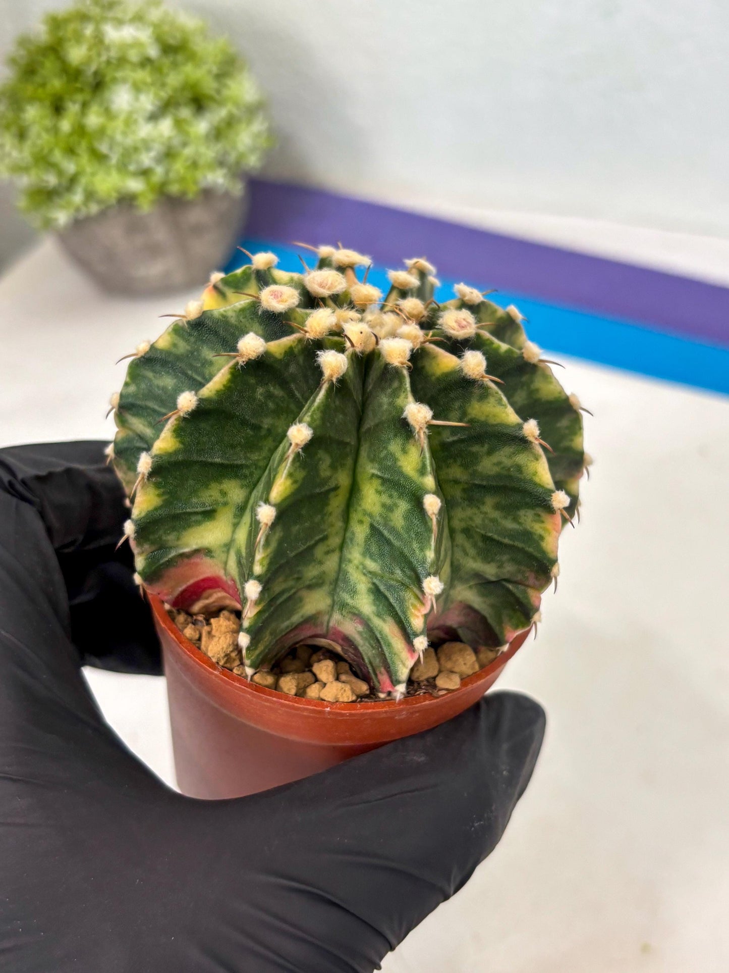 Gymnocalycium Lb Hybrid (gy3) (y1) | Imported Plants