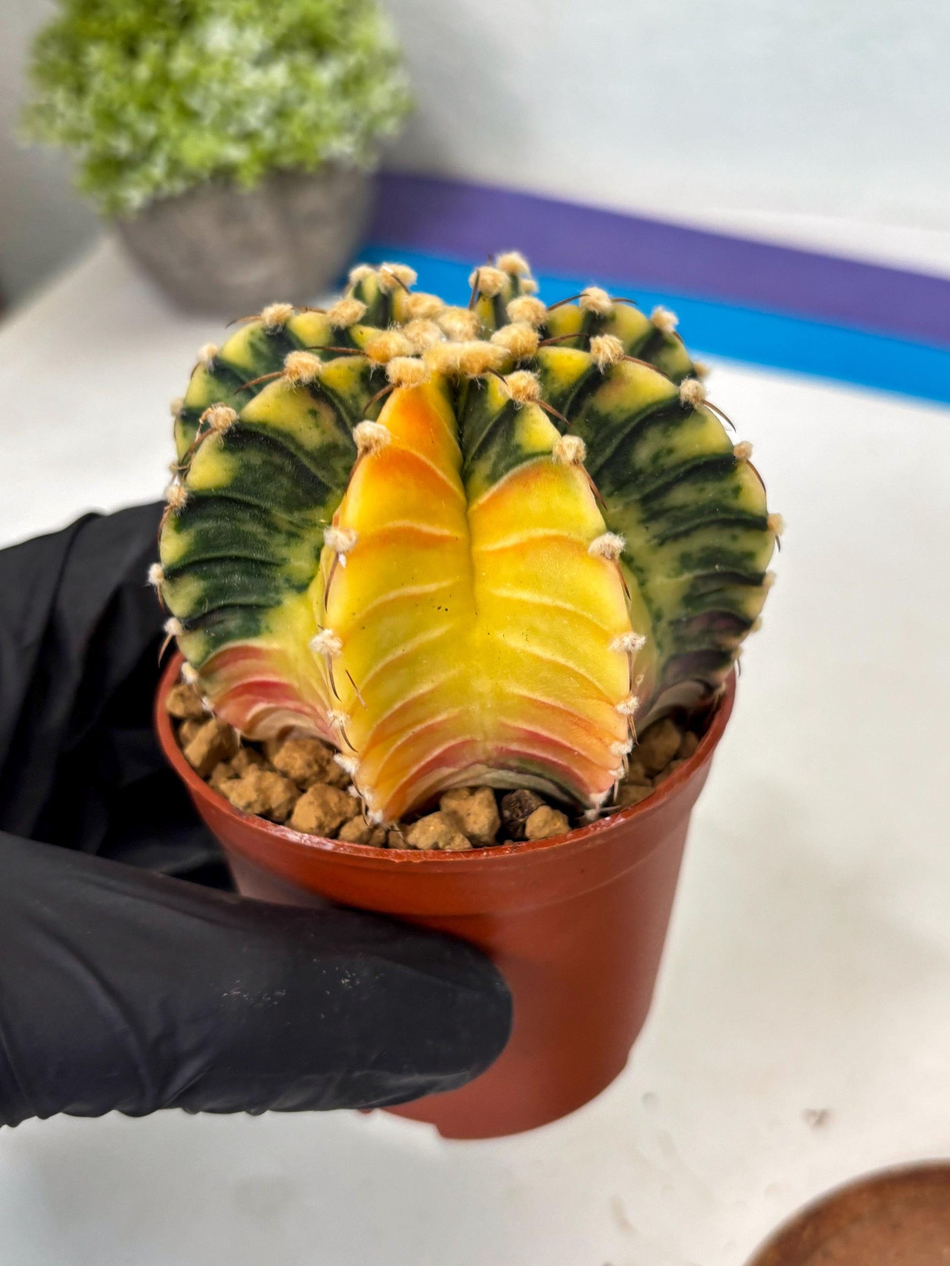 Gymnocalycium Lb Hybrid (gy3) (y2) | Imported Plants