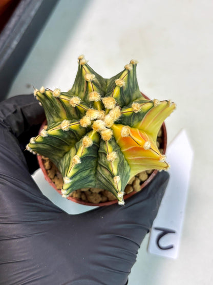 Gymnocalycium Lb Hybrid (gy3) (y2) | Imported Plants