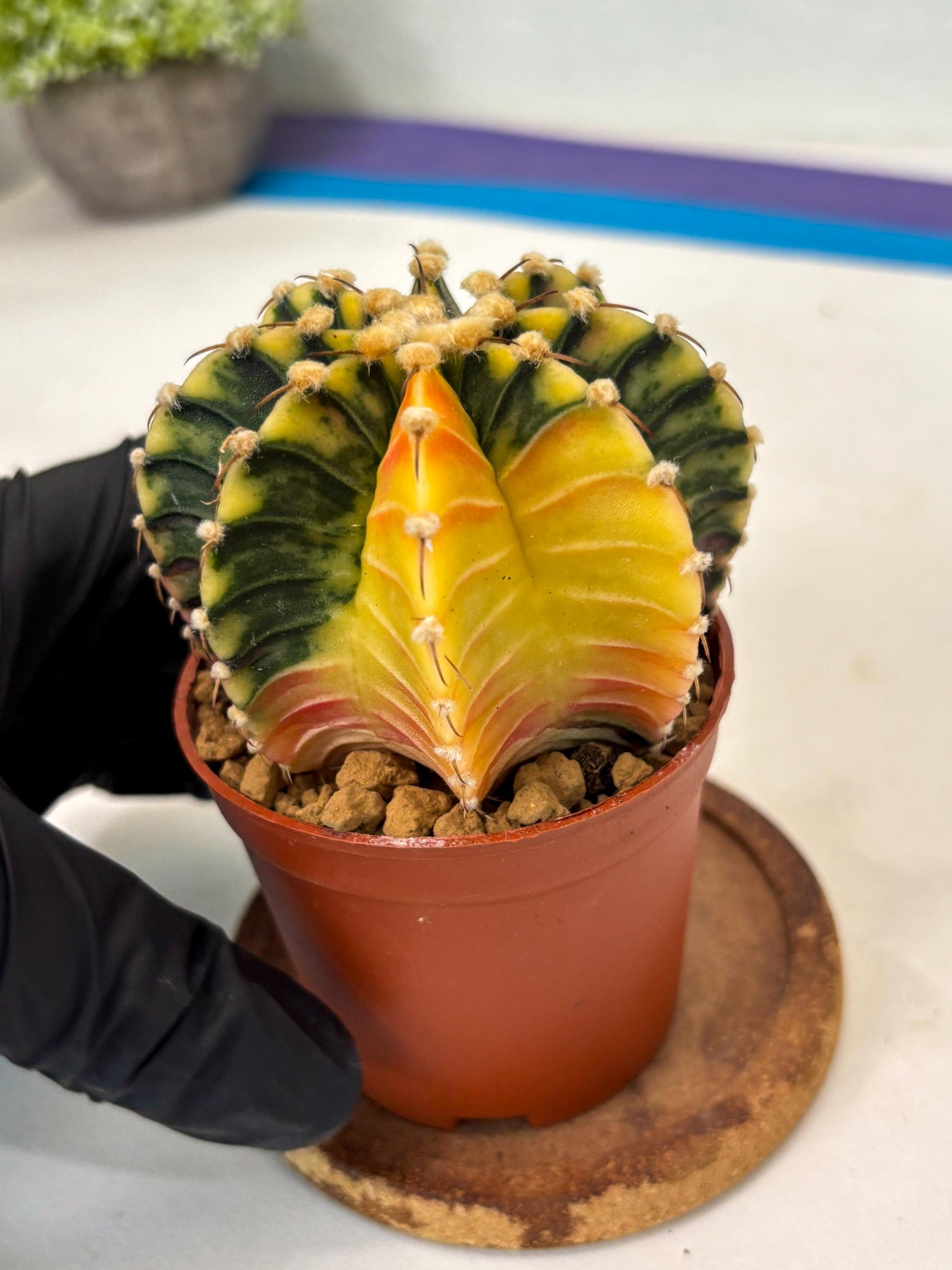 Gymnocalycium Lb Hybrid (gy3) (y2) | Imported Plants