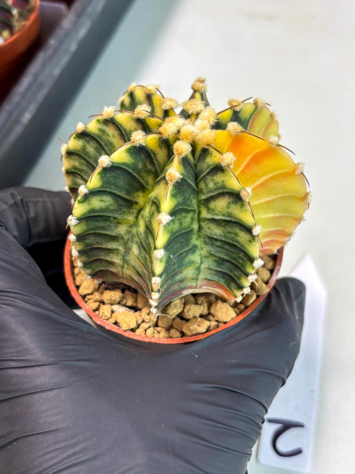 Gymnocalycium Lb Hybrid (gy3) (y2) | Imported Plants